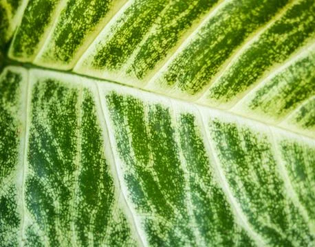 Close up of green leaf texture background Stock Photos