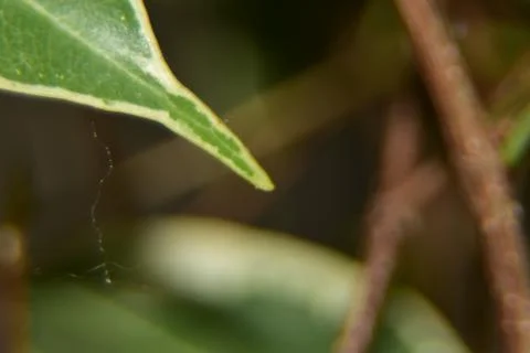 Close up of green leaf texture background  Stock Photos