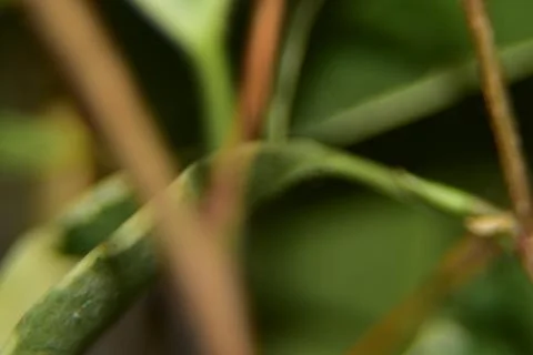 Close up of green leaf texture background Stock Photos