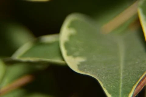 Close up of green leaf texture background Stock Photos