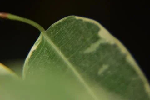 Close up of green leaf texture background 库存照片