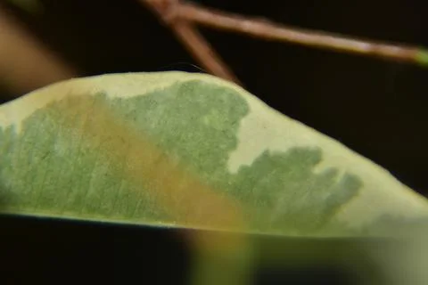 Close up of green leaf texture background Stock Photos