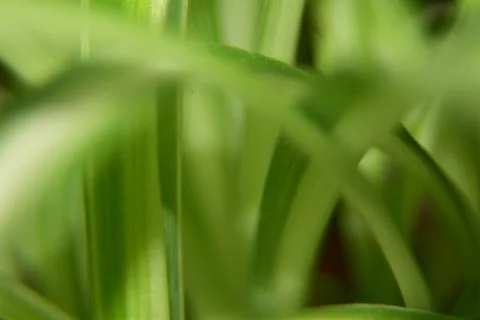 Close up of green leaf texture background Photos