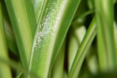 Close up of green leaf texture background Photos