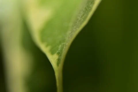 Close up of green leaf texture background Stock Photos