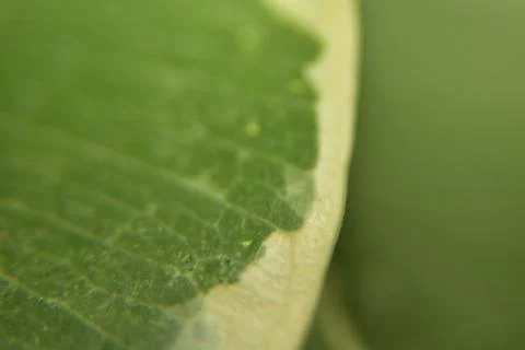 Close up of green leaf texture background 库存照片