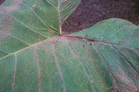Close-up green leaf texture background Stock Photos