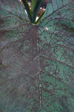 Close-up green leaf texture background Stock Photos