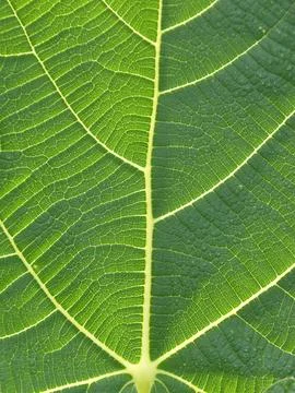 Close up green leaf texture background. Foto stock