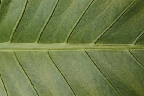 Close up green leaf texture background,leaf pattern Foto stock