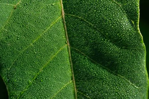 Close up of green leaf texture covered with dense morning dew drops Fotos de archivo