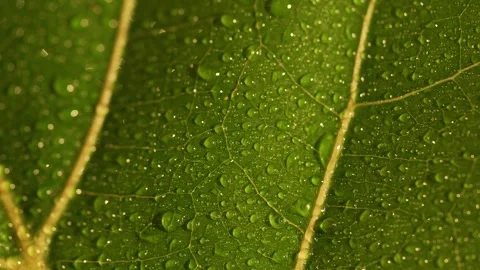 Close-up of green leaf texture with glistening morning dew drops and intricate Stock Footage 343771631