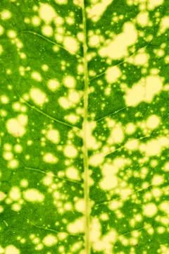 Close up on green leaf texture. Leaf veins macro view background. Stock Photos