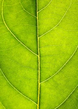 Close up on green leaf texture. Leaf veins macro view background. Stock Photos