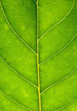 Close up on green leaf texture. Leaf veins macro view background. Stock Photos