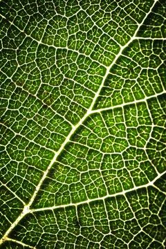 A close up of the green leaf texture of a leaf 스톡 사진