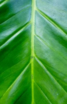 Close-up of green leaf texture. Macro photography Foto stock