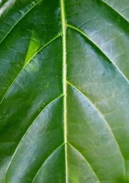 Close-up of green leaf texture. Macro photography Foto stock