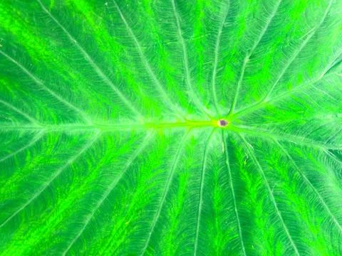 Close-up of green leaf texture with natural vein patterns, showcasing the i.. Stock Photos