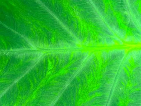 Close-up of green leaf texture with natural vein patterns, showcasing the i.. Stock Photos