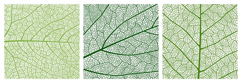 Close up green leaf texture pattern background Stock Illustration