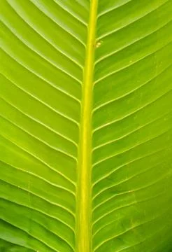 Close up of green leaf texture Foto stock