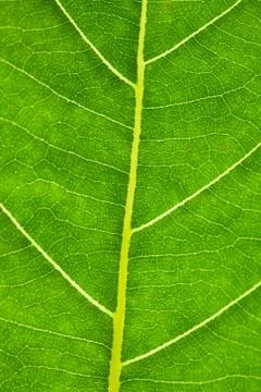 Close up of green leaf texture Stock Photos