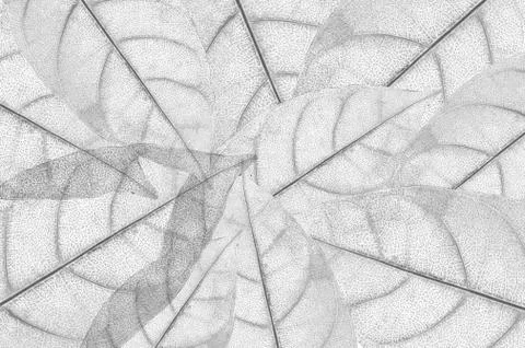 Close up on green leaf texture Foto stock