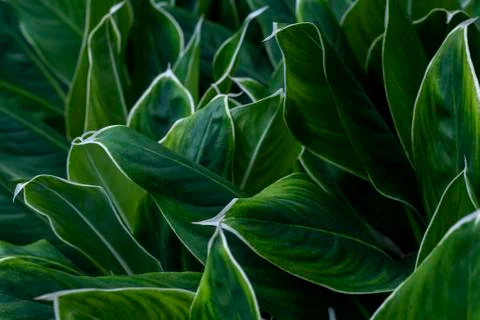 Close up of green leaf texture Stock Photos
