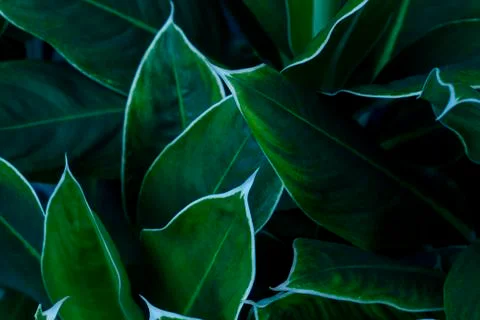Close up of green leaf texture Stock Photos