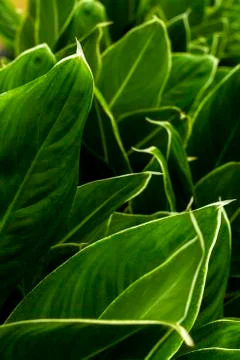 Close up of green leaf texture Stock Photos