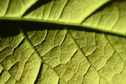 Close up of green leaf texture Foto stock