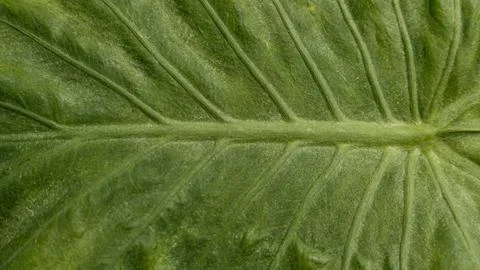 Close up of Green leaf texture Stock Photos