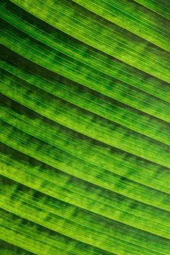 Close up of green leaf with texture Stock Photos