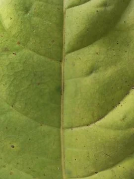 Close Up Green Leaf Texture with Veins and Details Stock Photos