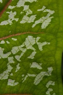 Close Up Green Leaf Texture With White Pattern Stock Photos