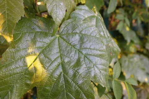 Close-Up of Green Leaf with Textured Surface in Natural Light Stock Photos