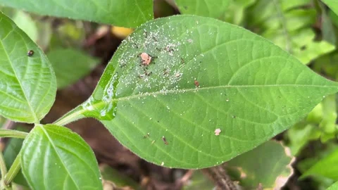 Close-up of a green leaf with tiny ants and fine white particles on its surface Video stock 328344360