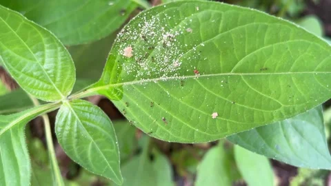 Close-up of a green leaf with tiny ants and fine white particles on its surface Stock Footage 328344361
