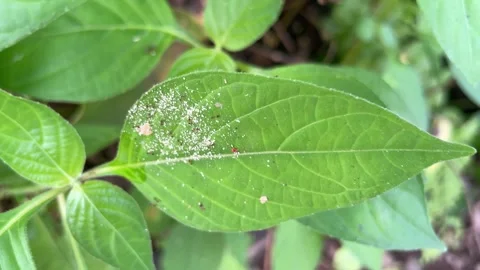Close-up of a green leaf with tiny ants and fine white particles on its surface Video stock 328344401