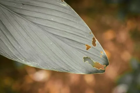 Close-up of the green leaf tip with a blurred background Stock Photos