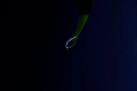 Close up green leaf tip holding clear water droplet against dark blue Stock Photos