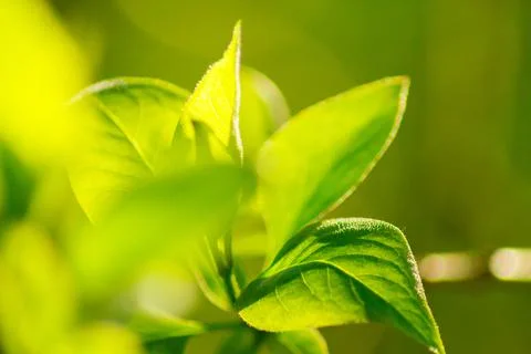 Close up of green leaf under sun light Stock Photos