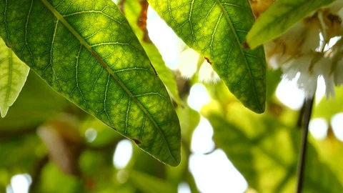 Close Up green leaf under sunlight in the garden. Stock Footage 128782190