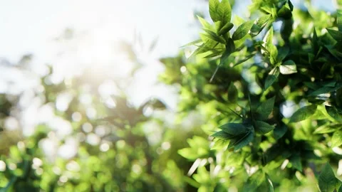 Close Up green leaf under sunlight in the garden. Stock Footage 141427533