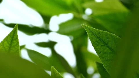 Close Up green leaf under sunlight in the garden. Stock Footage 141972023