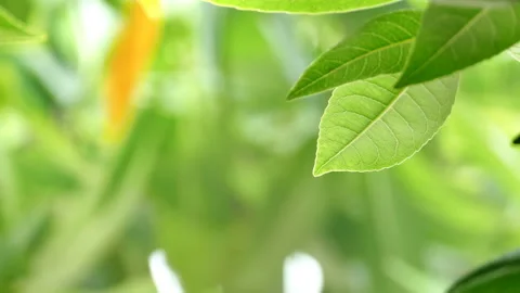 Close Up green leaf under sunlight in the garden. Stock Footage 141973008