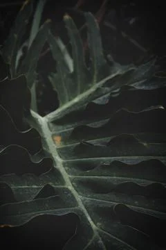 Close-up of green leaf vein Stock Photos