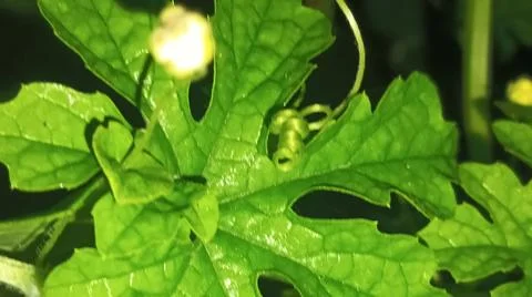 Close-up of green leaf veins and natural plant texture Stock Photos