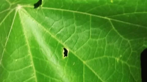 Close-up of green leaf veins and natural plant texture Stock Photos